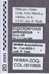 Etikette zu Eudicronychus aethiopicus (NHMW-ZOO-COL-0010895)